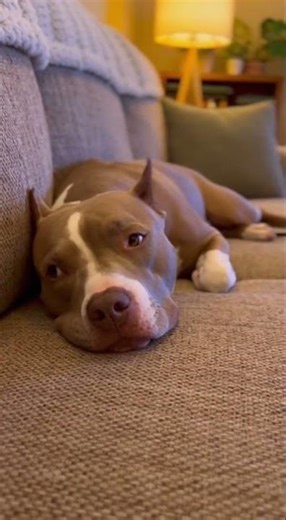 Pitbull Side-Eyeing Owner While Lying on Forbidden Couch