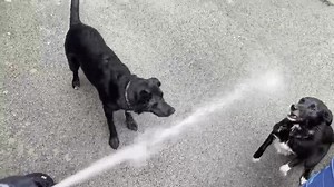 There are two types of dog….  | PawPals DayCare & Parlour | Facebook