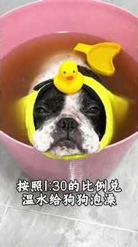 Gentamicin is easy to use so there s no need to worry about raising dogs#Scientific pe