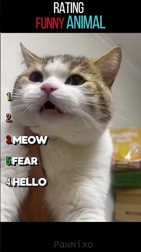 😂Top 5 Funniest Cat Memes That Broke The Internet🐱 #shorts