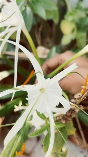 சிலந்தி பூ பார்த்திருக்கீங்களா? Spider lilly| Hymenocallis littoralis