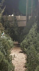 VIRAL SENSATION SEQUEL: We told you about Utah Christmas tree farm Peterson Trees last month, and now they're back with a new TikTok video to close out their 2021 season. https://bit.ly/3pcppJw | FOX 13 News