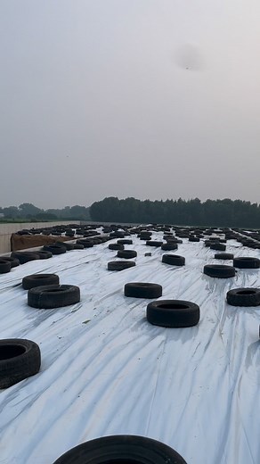 This is a silo bunker, it is flat open structure made of concrete materials, this is where corn or hay silage are stored. It’s covered with weather resistant plastic sheet and weighing them down with heavy objects like soil and used tires to prevent air entering and also preserve freshness and good fermentation. #dairyfarming #bunker #silo #fermekolly #quebec #canada | Mherma Magbanua