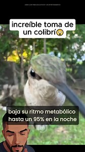 5 datos curiosos sobre los colibríes que probablemente no sabías: 🧠 1. El colibrí recuerda cada flor que ha visitado Tiene una memoria espacial prodigiosa. Sabe qué flores ya ha vaciado de néctar y cuánto tardarán en recargarse. Su cerebro representa aproximadamente el 4.2% de su peso corporal, uno de los más grandes proporcionalmente entre aves. 🔋 2. Tiene el metabolismo más alto entre las aves El colibrí necesita alimentarse cada 10–15 minutos. Puede visitar más de 1,000 flores por día solo 