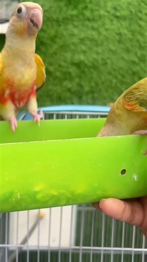 HUNGRY PINEAPPLE CONURES ATTACKED ME🦜😲