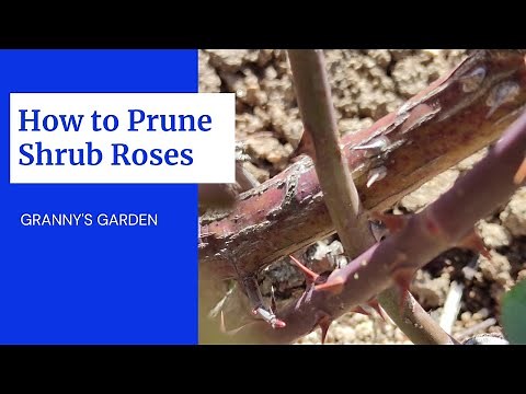 HOW TO PRUNE SHRUB ROSES