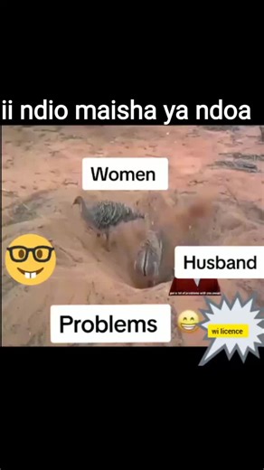 Quail Bird Exploring Sandy Desert Landscape