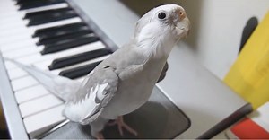 Small Bird Sits Quietly At The Edge Of A Keyboard, But When He Hears The Music? Beautiful!
