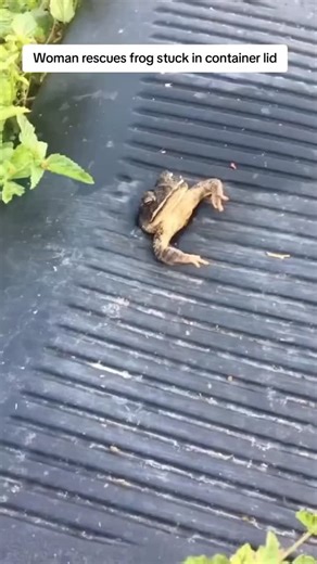 ilove_frog on Instagram: "Woman rescues frog stuck in container lid Credit @PetRescueUS tik tok #frog #frogs #frogsofinstagram #animals #frogmemes"