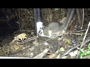 Marsupial found after 200 years on mainland Australia/NSW.Marsupial Tasmanian tiger next ? 2025.