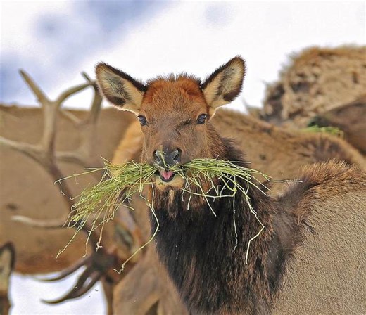 Elk Foundation Secures Massive New Elk Habitat Boost in Michigan