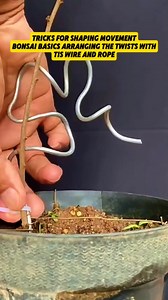 25K views · 352 reactions | Tricks for Shaping Movement Bonsai Basics. Arranging the twists with Tis Wire and Rope. #bonsaidunia #bonsaiindonesia #fbviral #reelsfb #fyp | Mahfud Prabowo | Facebook