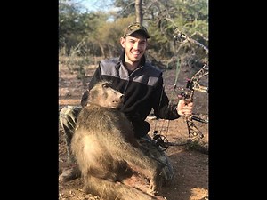 Bow hunted Baboon in Bush-veld | Impala || South Africa