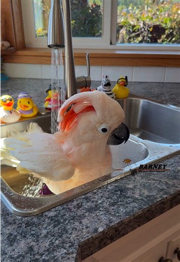 Barney loves his bath time! 💦🫣 #barneythewestcoastcockatoo #bath #funny