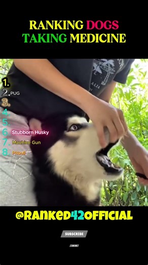 Ranking Dogs Taking Pills | SOUND UP⬆️🤣