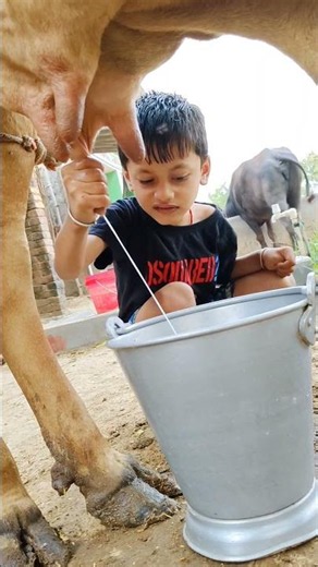 choti choti gaiya yt ty yt fg yt hg g #anaya #inaaya #cow