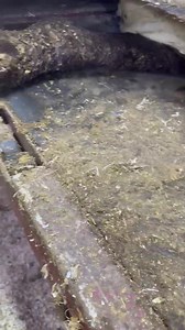 Cow has deformed LEG! | Steve Wunderlich Hoof Care