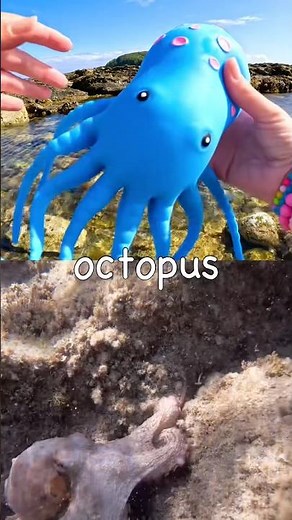 Fun Toys | Sea Animal Names for Kids to Learn by the Island: Octopus Seal Pufferfish Seahorse Whale