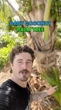 This baby Coconut Palm Tree sprout turned into a fruiting Coconut Tree! 🌴 #growinnhomes