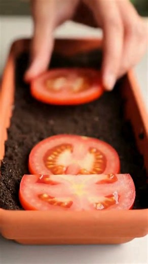 Watch a Tomato Slice Turn Into a Thriving Plant – Stunning Time-Lapse Reveal! | Life Simplified