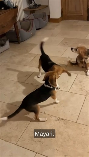 Beagles Of Burgundy on Instagram: "Les BoBettes font la fête avant de se coucher ! Virginie voudrait border ces beagles de laboratoire dans leur lit et leur souhaiter enfin bonne nuit mais la boss de BoB a du mal à resister au spectacle de Mayari, Kora et Shanti en pleine pyjama party. Une seule ne plaisante pas avec les alèses: elle fait pipi et caca dessus. La BoBette Mae, plus âgée, 3 ans, a déjà compris que ces bouts de papier n'étaient pas bons qu'à mâcher. A leur arrivée à La Maison des Be