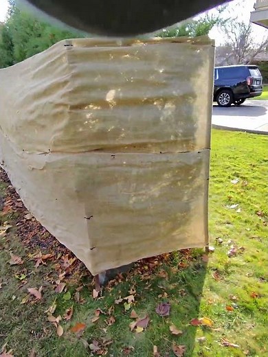 How to wrap a Cedar Hedge