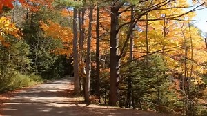 Most Disturbing Encounters in the Woods #mrnightmare #mrnightscares #horror #scares | Mr. Nightmare Tv Series