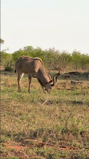 Kudu in the Kruger, South Africa.