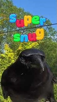 day154 testing the intelligence of crows