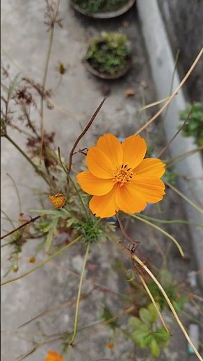 How to Grow Cosmos Flowers: Beautiful Orange Bloom in My Garden 🌿