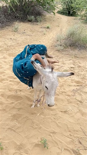لقطةٌ قرويّةٌ عفويّةٌ لفتاةٍ برفقةِ حمارِها وسطَ هدوءِ القرية، في لحظةٍ جميلةٍ تعبّرُ عن الألفةِ وا