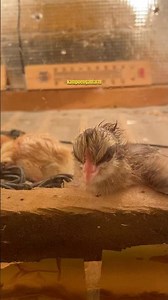 test mesin tetas setelah error! #doc #mesintetas #incubator #ayam #peternakmuda #ayamkampung