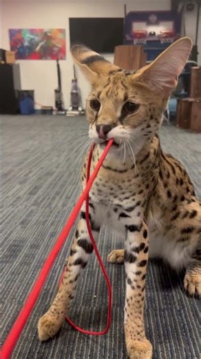 Serval Tug-of-War 🐆⚡️