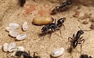 横纹齿猛蚁(Odontoponera transversa)