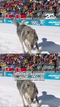 Un chien-loup s’invite à l’arrivée de l’épreuve de ski de fond des JO 2026