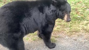 35K views · 5K reactions | We haven't seen Frankie in a while. Since he is the bear that will sleep the most this winter, we figured we better get a video now! :) | Orphaned Wildlife Center | Facebook