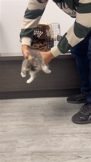 Two little cuties, Shadow and Maple, came in for a new kitten exam 💛 Their family noticed some worms in vomit, something that can be quite common in young kittens. Parasites are unfortunately a frequent issue at this age, especially if kittens haven’t yet been dewormed. The good news? It’s easily treatable with the right medication and follow-up care. If you’ve recently welcomed a kitten into your home, make sure to schedule a first exam with your vet to check for any parasites and keep them he
