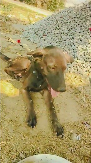 #viral #video #trending #support #cutedog #subscribe