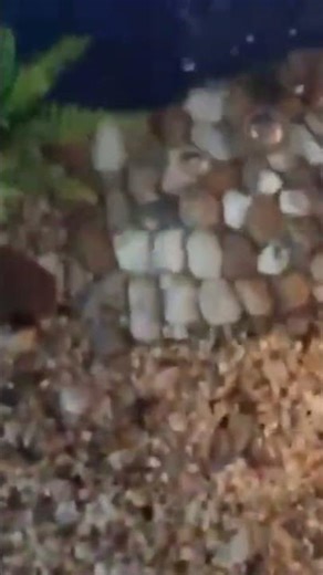 my new turtle tank setup 🐠🐟.#aquarium