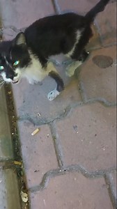 737 reactions · 137 comments | عرضتها قبل فترة محد ساعد. اليوم أخذها شخص لعيدة صغيرة قالو له لازم بتر وردها الشارع. الي يقدر يساعد رجاء يتواصل مع 55139132 I posted this cat already while back but no one helped. Today a person took to a small clinic but they said must amputate so he is not going to do that. We need help please if you can help contact the number above. | KARE | Facebook