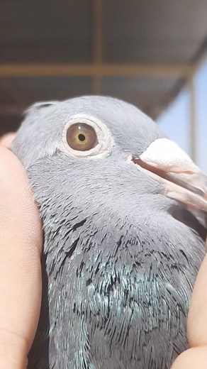 Jan Arden Pigeon 🔥 #Iraqi_Pigeons | Mohammed AL-Abadi