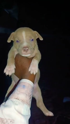 Pitbull puppy booking open Strong body Active & loyal dog Contact now fast booking #puppytrainer