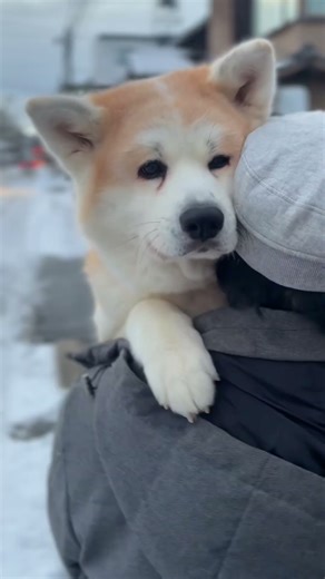 秋田犬はる、即席ホッカイロ（32kg）でしか得られない温もり #shorts #秋田犬 #大型犬のいる生活