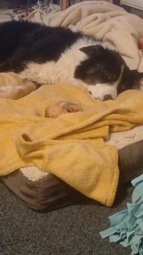 Badger worn out dreaming of his day at beach and seeing lots of dogs like him . Only difference they was all intreasted in their ball and owner instead what's badger wanted. He also surprised me he jumped in the sea (he hates water ) not even going in shower or out for wee in rain but he jumped into the wave | Beth Thomas | Facebook