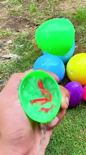 Catching guppies, angelfish, colorful turtle and colorful fish