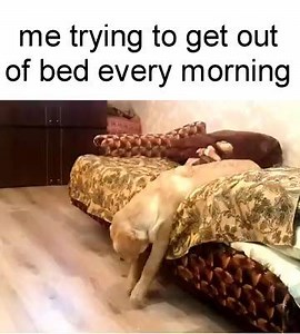 11K views · 388 reactions | Hilarious! :) | Awesomelycute | Facebook