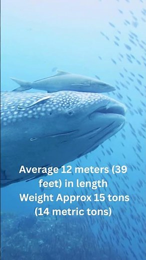 Whale Sharks Enormous Fish!