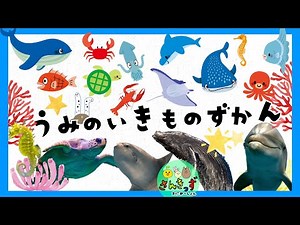【海の生き物ずかん】水族館にいる海の生き物たちを探そう！クジラ イルカ ジンベエザメなど13種類のいきものとおさかなさんが登場するよ♪【子供向け 海の生き物知育アニメ】