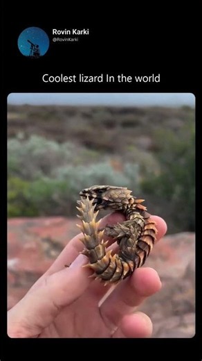 Coolest lizard In the world
