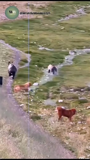 Dogs Confront Giant Bears in the Wild – Shocking Standoff Caught on Camera